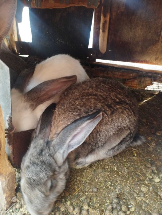 продам кроликов разных возрастов