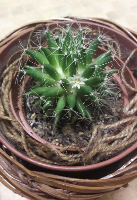 Алое Аристата / Aloe Aristata