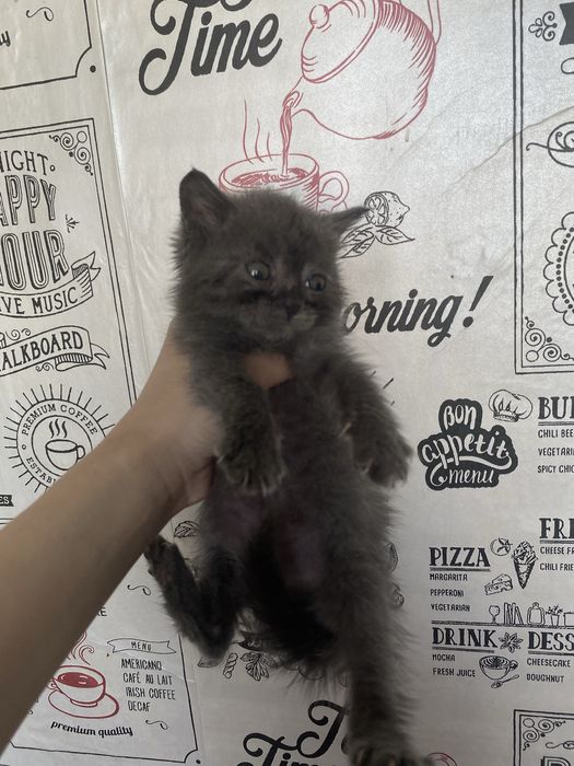 Шотландец скотиш страйт мальчик торга нет