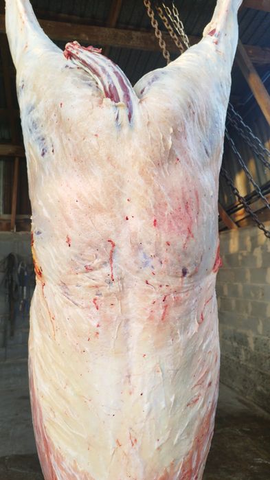 Конина жылқы еті