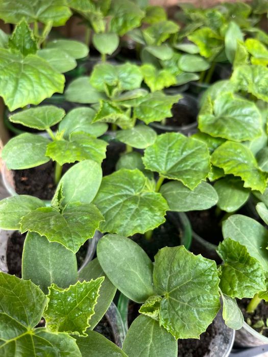 Разсад - домати и краставици