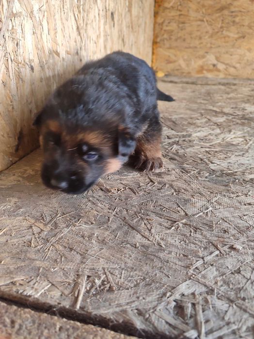 Щенки немецкой овчарки