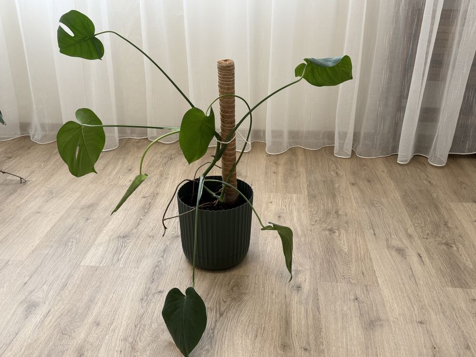 Монстера Делициоса Monstera Deliciosa
