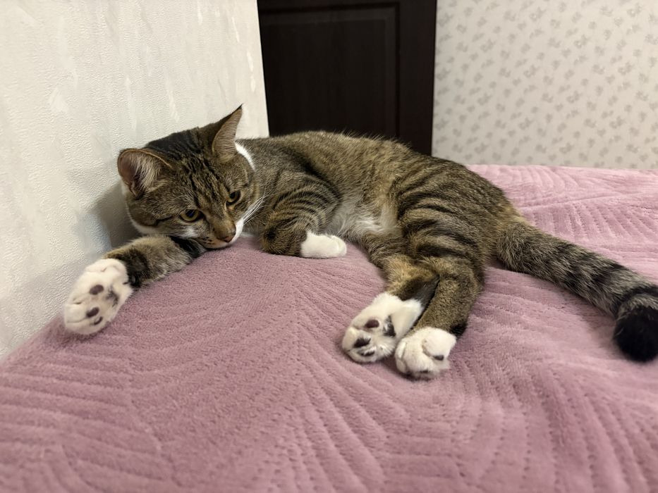 Отдам кота в хорошие руки