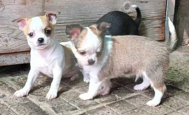 Чихуахуа кученца мъжки и женски