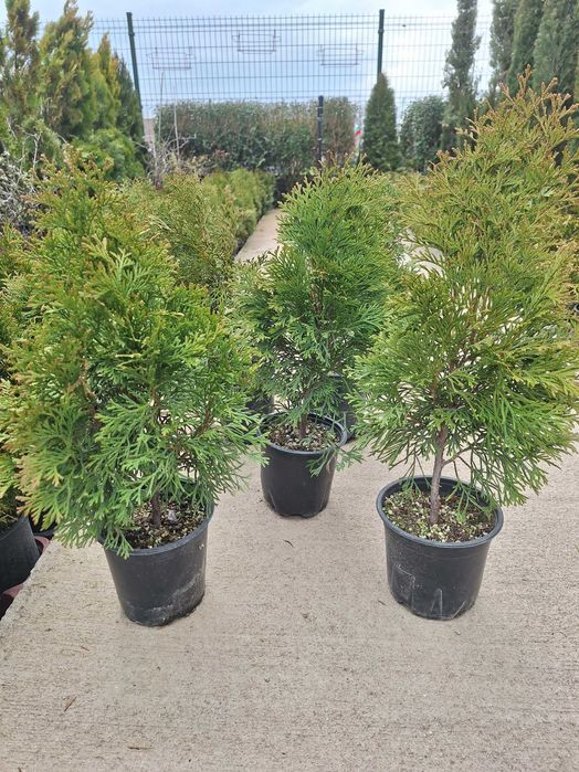 Западна Туя Смарагд