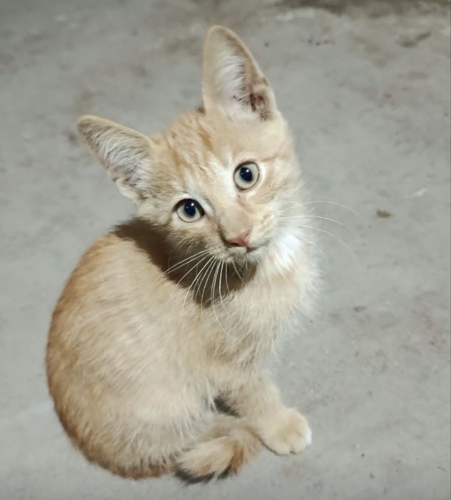 Отдам котят бесплатно