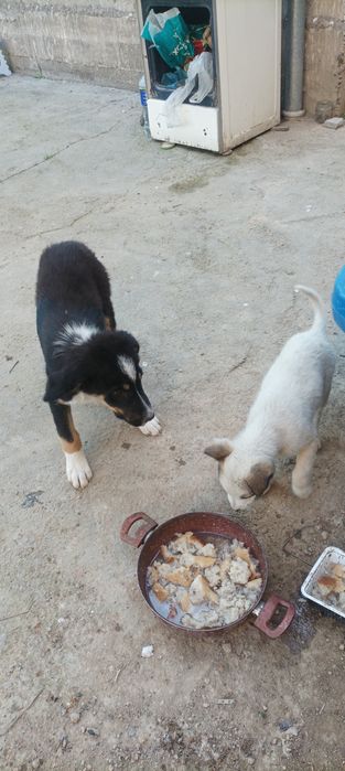 Kuchuklar tekinga beriladi