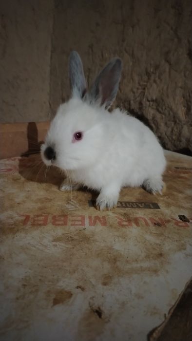 Quyonlar bor barter qilaman