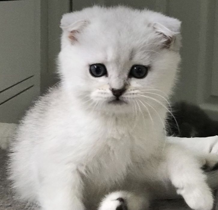 Продаётся котёнок серебристая шиншиллы