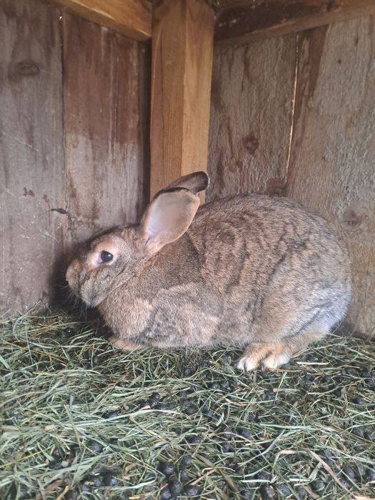 Vând sau schimb iepuri!