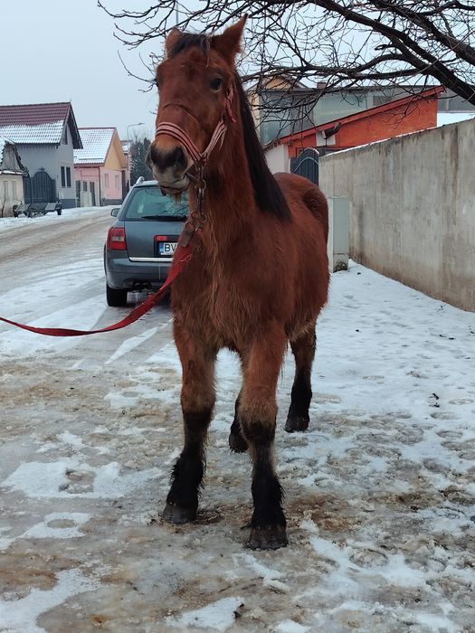 Mânz disponibil de un an și patru luni