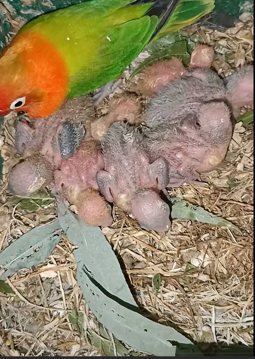 pui de agapornis , am o promotie acum ca sa stiti