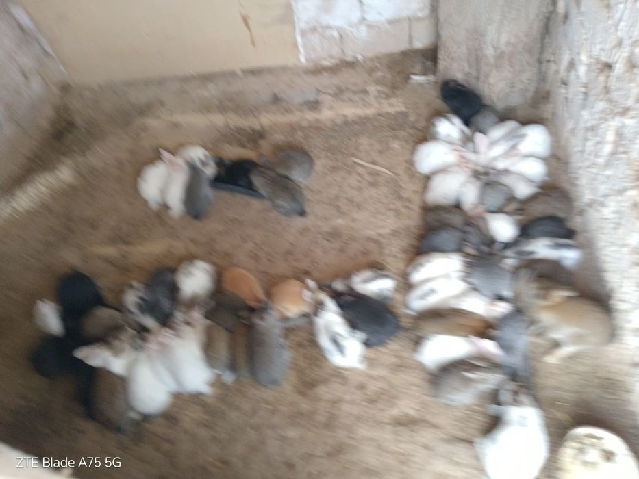 Quyonlar optim narxda