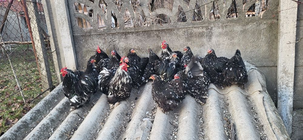 Cochinchina pitic bobat