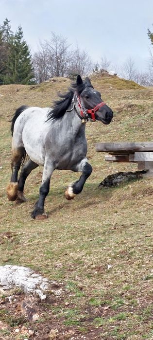 Vând manza de 3 ani