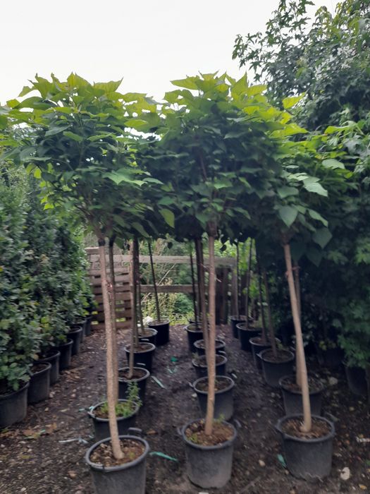 Pawlonia,mesteacăn tei,