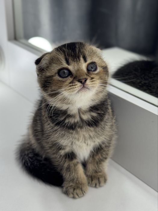Вислоухие котята