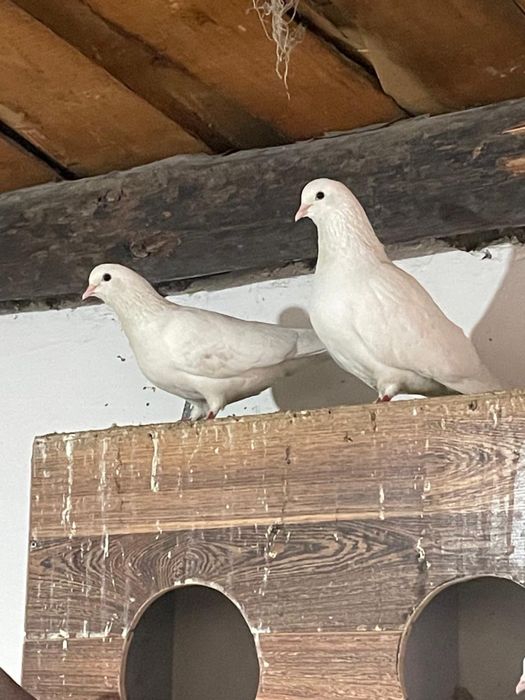 Кептерлер 3000тг