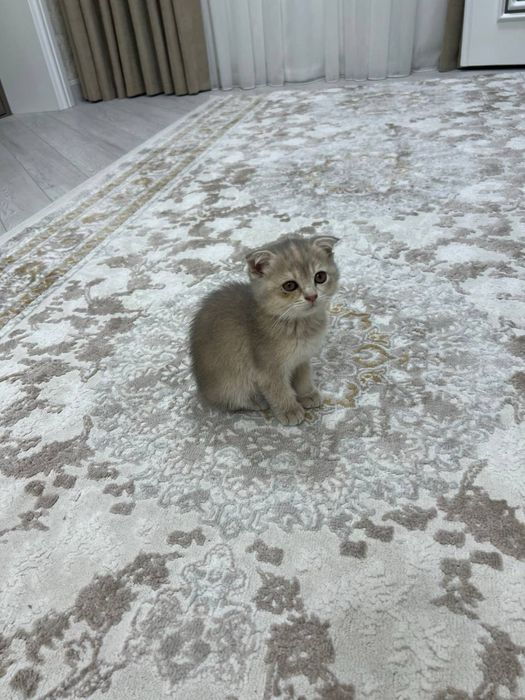 Пародистая кошка