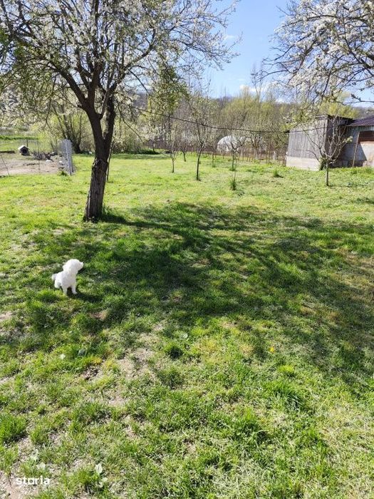 Casa renovata complet, 1800 mp teren, zona linistita in Cornita