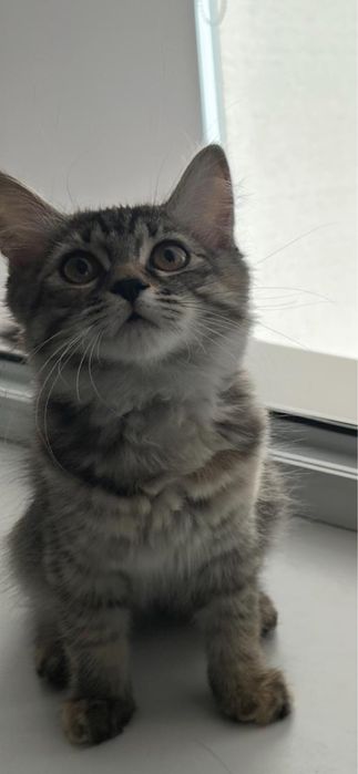 Отдам котят в добрые руки!