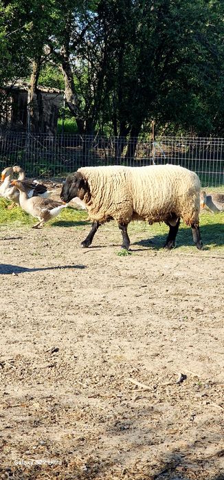 De vânzare berbec rasa SUFFOLK
