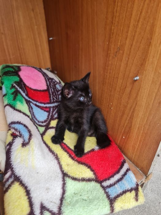 Donez pui de pisică găsiți și salvați-sănătoși!