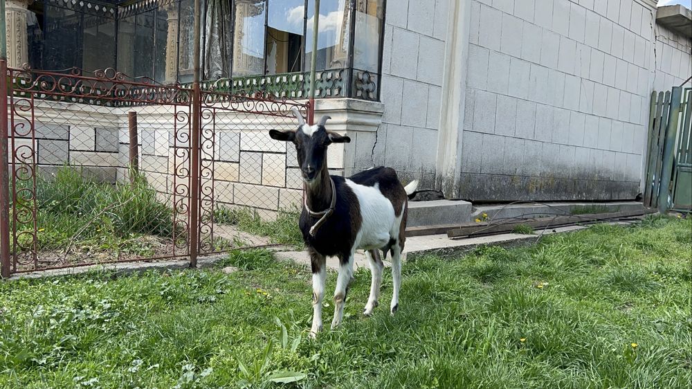 Capre cu lapte, iezi