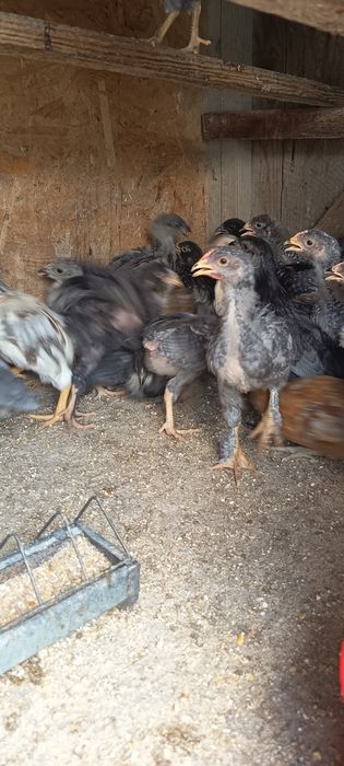 Pui de vânzare 4 saptamani