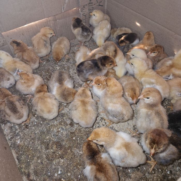 Puisori de țară cauta alta casa