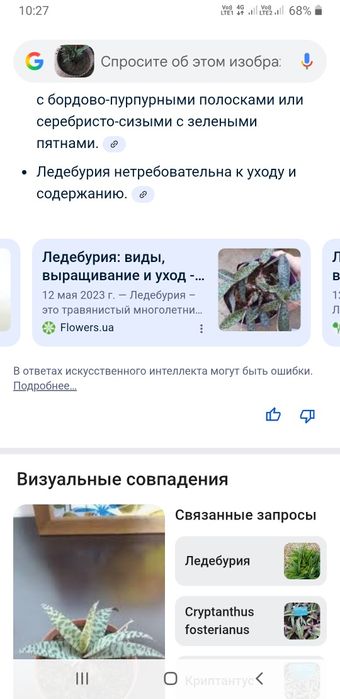 Продам молодые комнатные растения