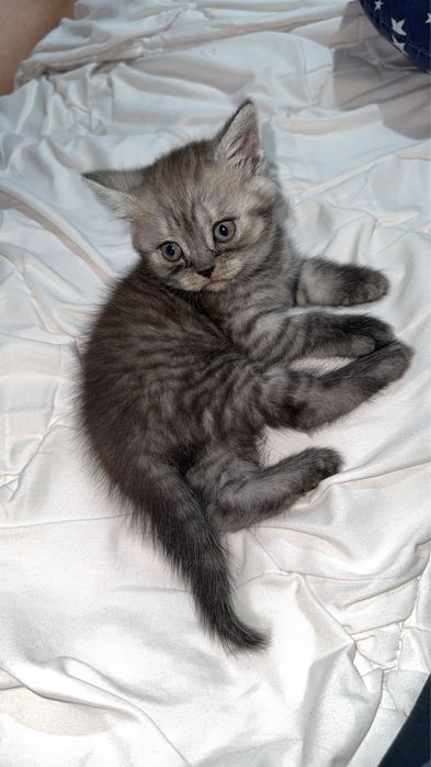 Породистый котенок