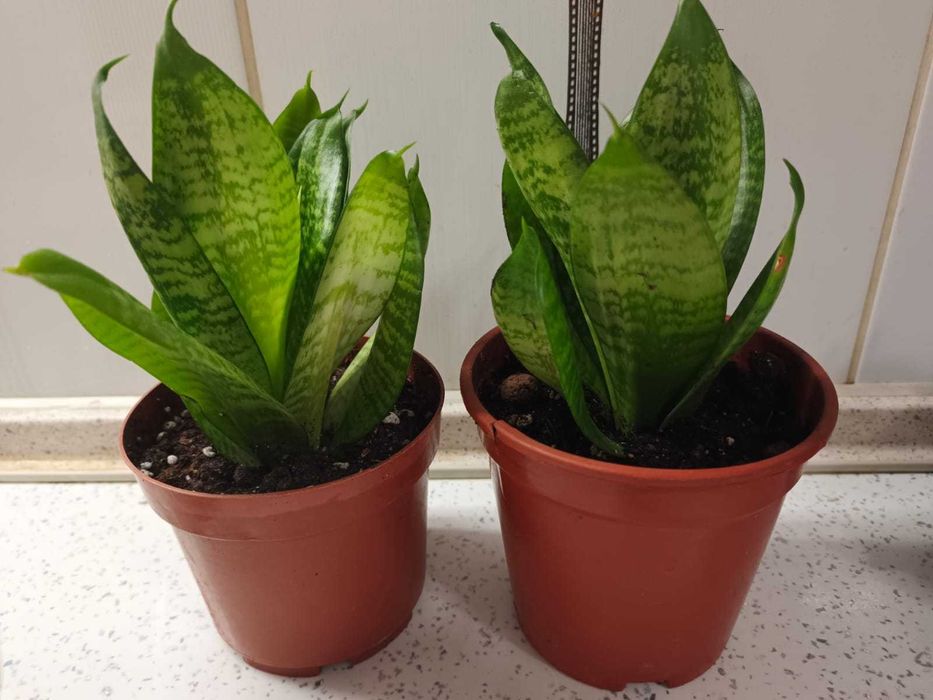 Цветы Сансевиерия