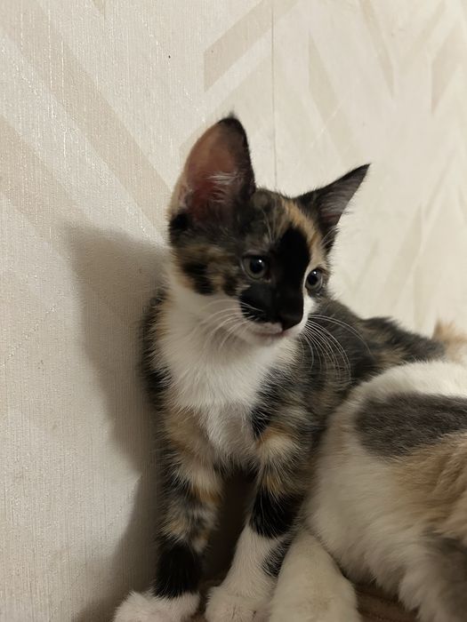 Котёнка отдам в добрые руки