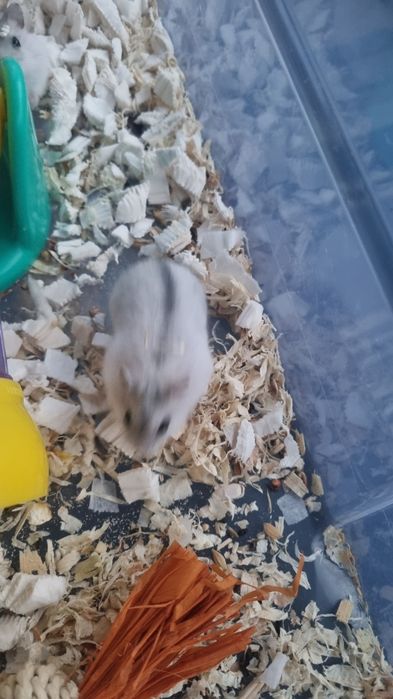 Donam hamsteri pitici pui 4saptamani