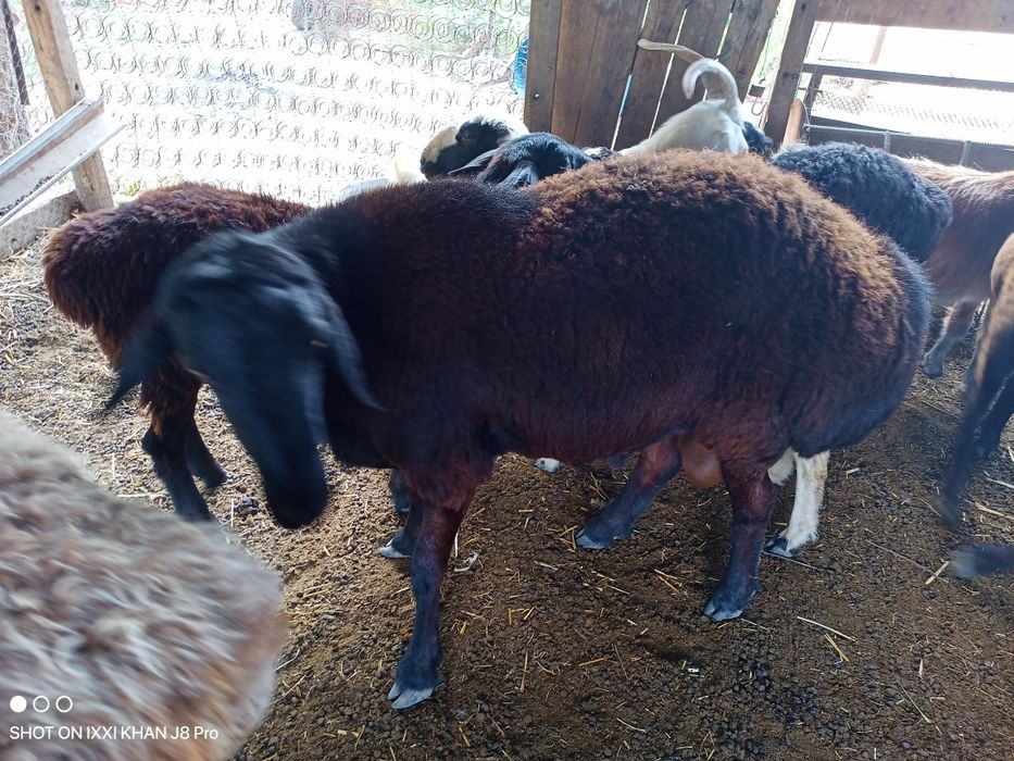 Продам срочно баранов.