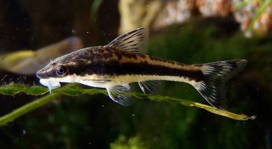 Аквариумный сомик "Отоцинклюс"