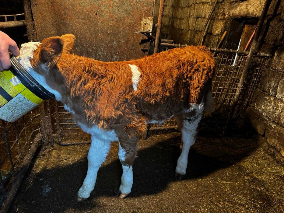 Vaca de vanzare 2 ani