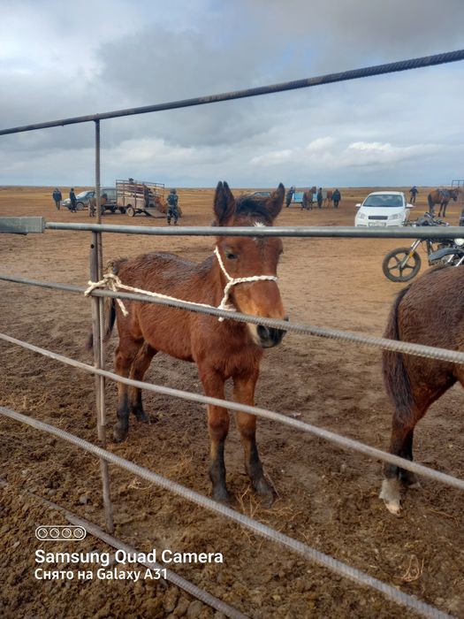 Жабағы лары сатылады
