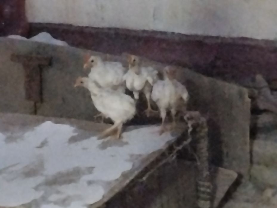 Jojalar sotiladi