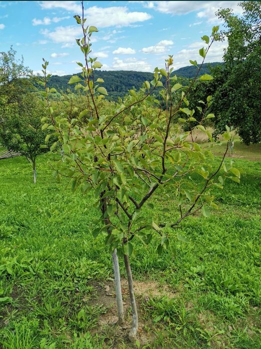 Pomi fructiferi; Arbuști fructiferi și ornamentali.