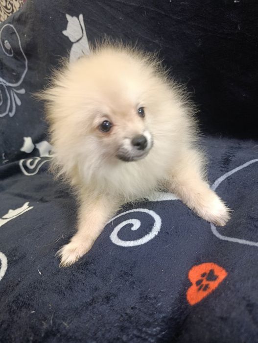 Щенки шпица померанского