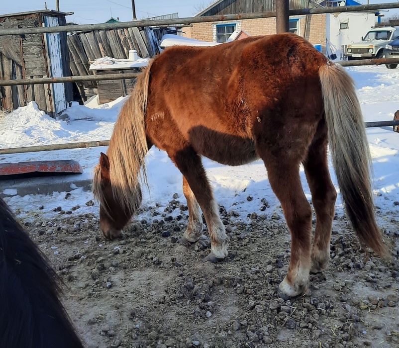 5 голов. По 650.