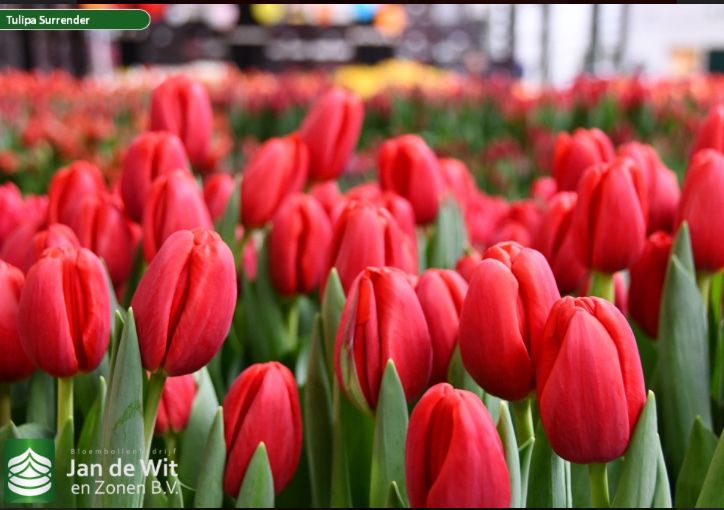 Тюльпаны из теплицы в Караганде к 8 марта