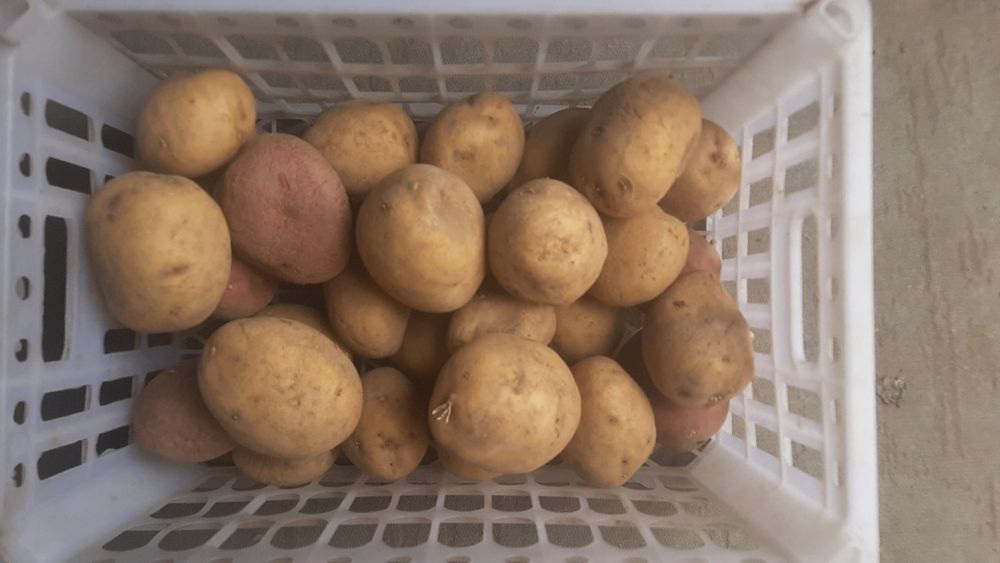 продам картофель с дачи