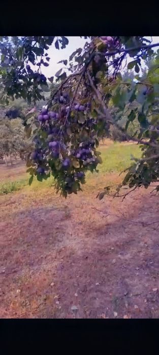 Vând prune  2lei/ kg proaspete de livadă – ideale pentru țuică sau gem
