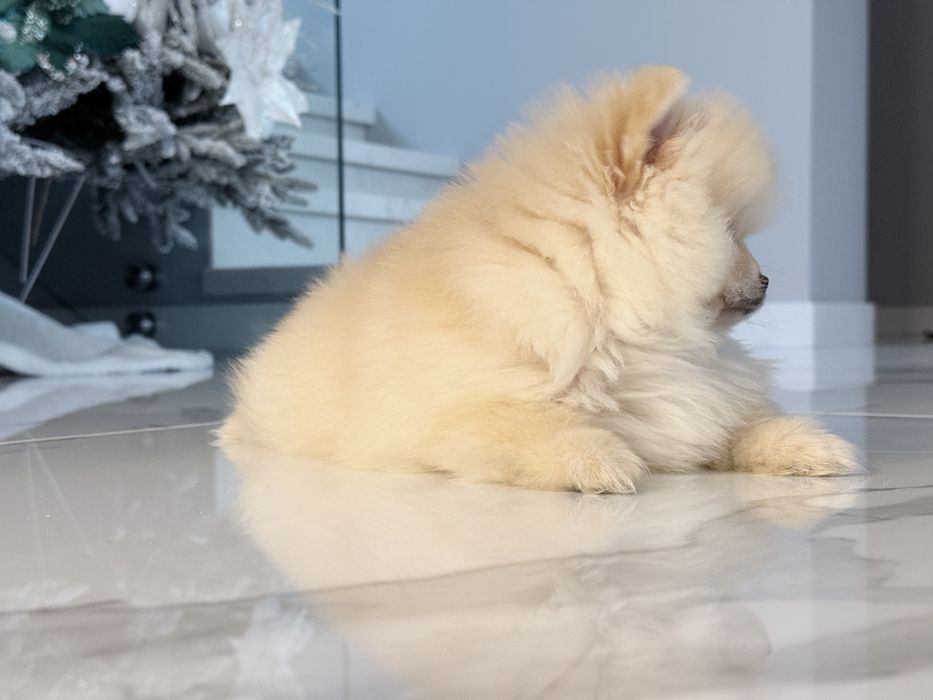 Померан на 2 месеца