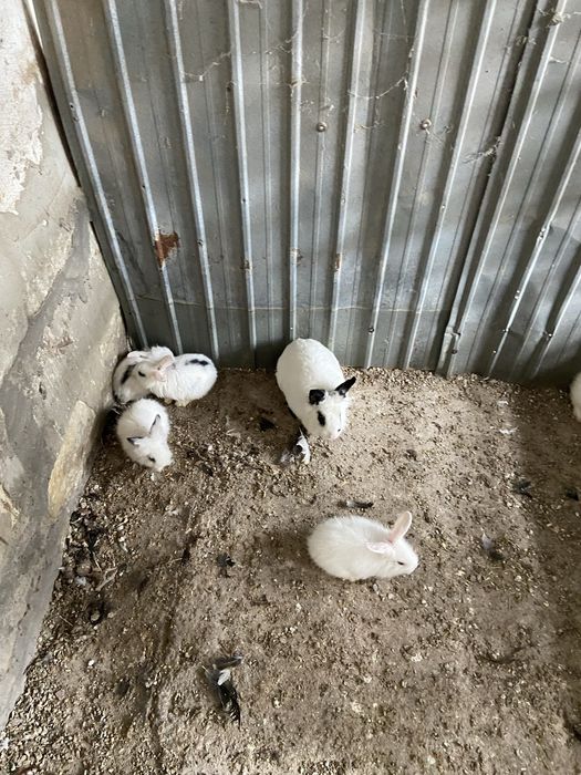 Iepuri pitici albi cu negru pui si maturi