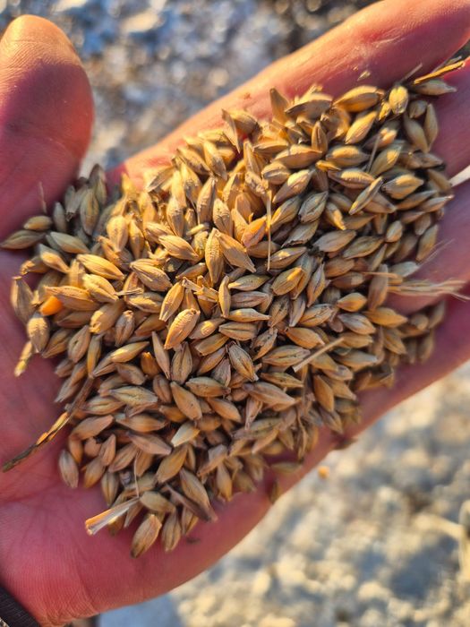 Ячмень, арпа (корма)